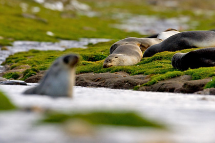 Antarctic Fur Seal Photo @ Kiwifoto.com