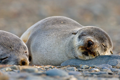 Antarctic Fur Seal Photo @ Kiwifoto.com