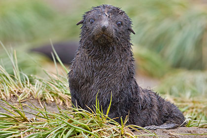 Antarctic Fur Seal Picture @ Kiwifoto.com