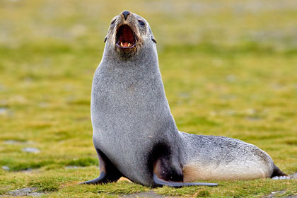 Antarctic Fur Seal Photo @ Kiwifoto.com