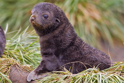 Antarctic Fur Seal Photo @ Kiwifoto.com