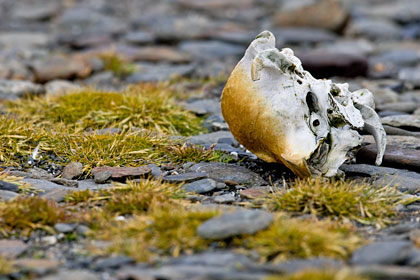 Antarctic Fur Seal Image @ Kiwifoto.com