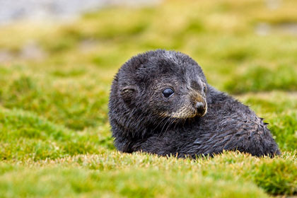 Antarctic Fur Seal Image @ Kiwifoto.com