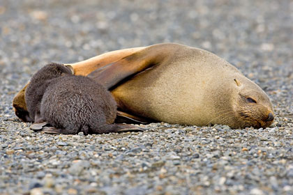 Antarctic Fur Seal Image @ Kiwifoto.com