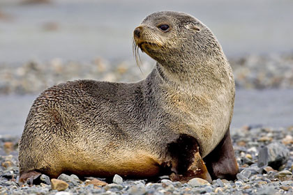 Antarctic Fur Seal Picture @ Kiwifoto.com