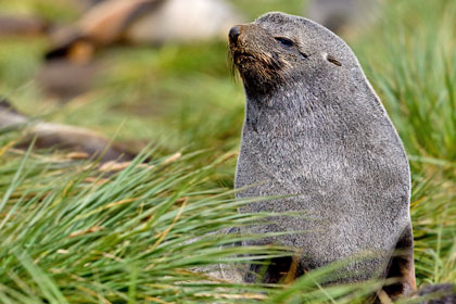 Antarctic Fur Seal Image @ Kiwifoto.com