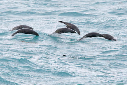 Antarctic Fur Seal Picture @ Kiwifoto.com