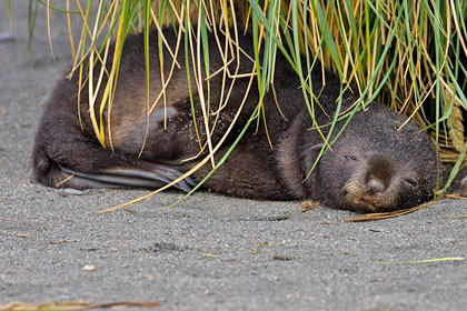Antarctic Fur Seal Image @ Kiwifoto.com