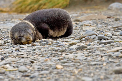 Antarctic Fur Seal Image @ Kiwifoto.com