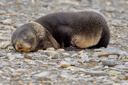 Antarctic Fur Seal Image @ Kiwifoto.com