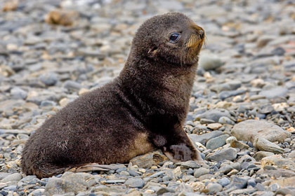 Antarctic Fur Seal Image @ Kiwifoto.com