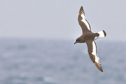 Antarctic Petrel Photo @ Kiwifoto.com