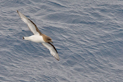 Antarctic Petrel Photo @ Kiwifoto.com