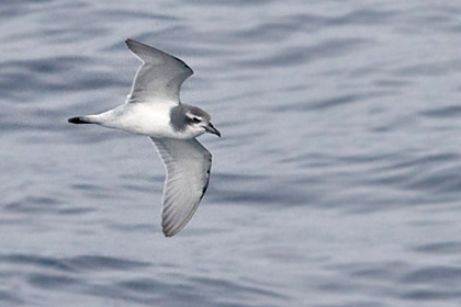 Antarctic Prion Image @ Kiwifoto.com