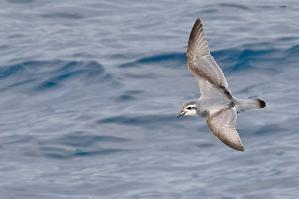 Antarctic Prion Image @ Kiwifoto.com