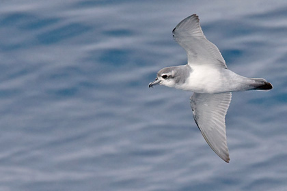 Antarctic Prion Image @ Kiwifoto.com