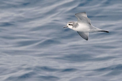 Antarctic Prion Image @ Kiwifoto.com