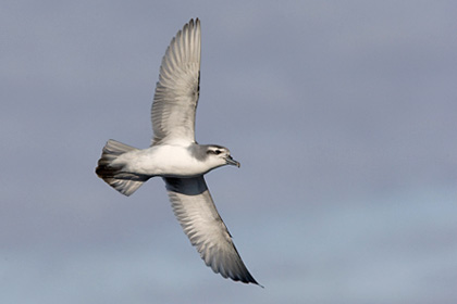 Antarctic Prion