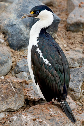 Antarctic Shag