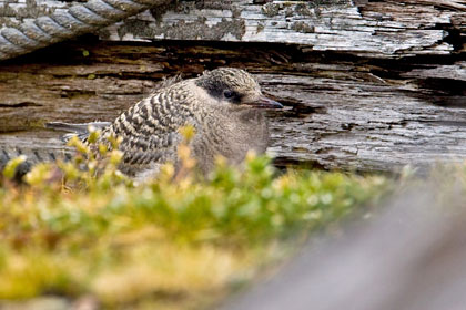 Antarctic Tern (chick)