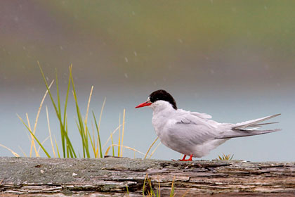 Antarctic Tern, South Georgia