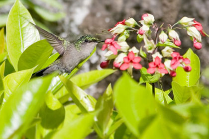 Antillean Crested Hummingbird Image @ Kiwifoto.com