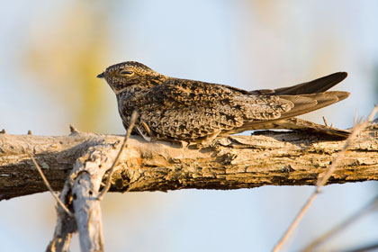 Antillean Nighthawk