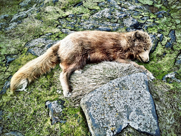 Arctic Fox (not so lucky individual)