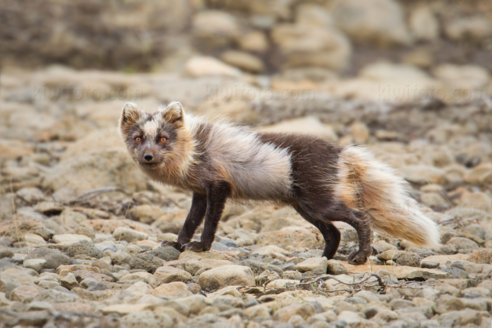 Arctic Fox Picture @ Kiwifoto.com