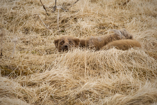 Arctic Fox Photo @ Kiwifoto.com