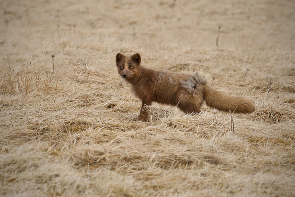 Arctic Fox Picture @ Kiwifoto.com