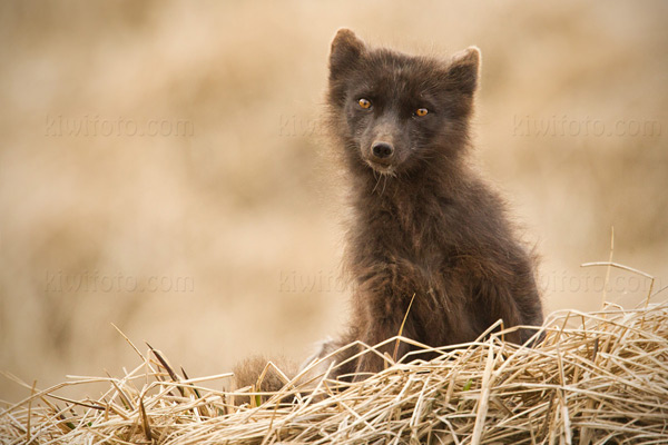 Arctic Fox Image @ Kiwifoto.com