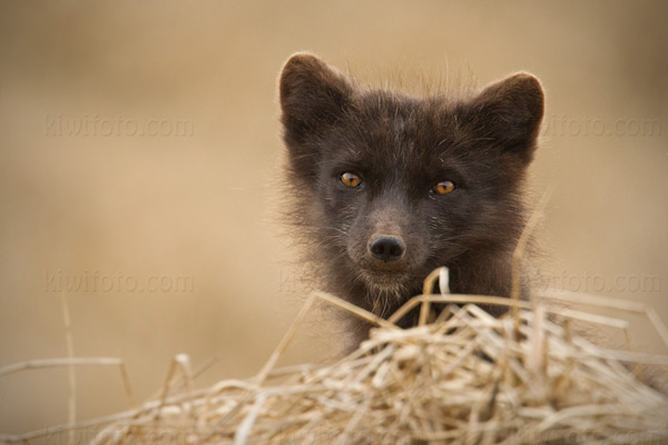 Arctic Fox Image @ Kiwifoto.com