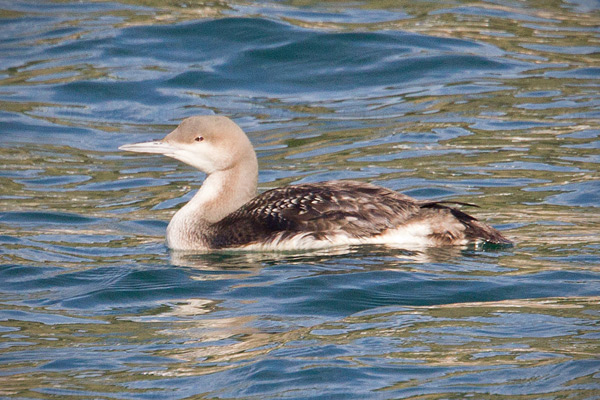 Arctic Loon Image @ Kiwifoto.com