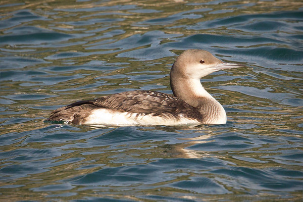 Arctic Loon Image @ Kiwifoto.com