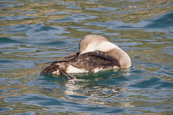 Arctic Loon Picture @ Kiwifoto.com