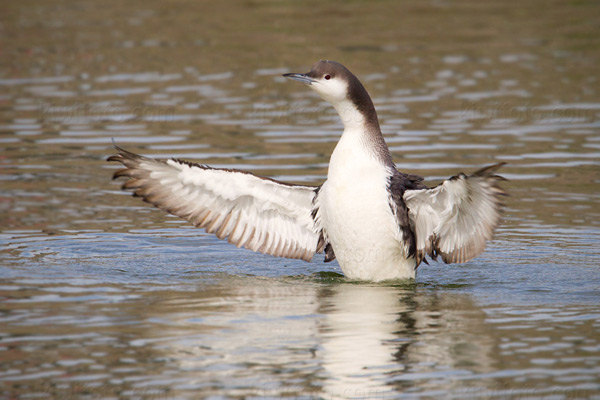 Arctic Loon Image @ Kiwifoto.com