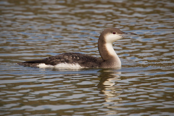 Arctic Loon Image @ Kiwifoto.com
