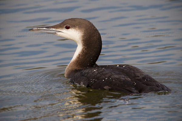 Arctic Loon Photo @ Kiwifoto.com