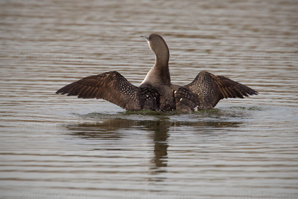 Arctic Loon Image @ Kiwifoto.com