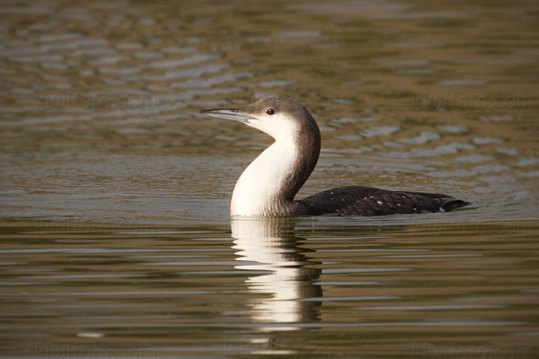 Arctic Loon Picture @ Kiwifoto.com