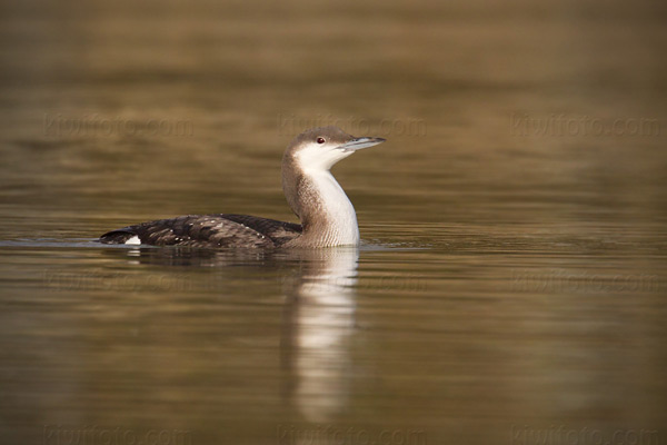 Arctic Loon Picture @ Kiwifoto.com