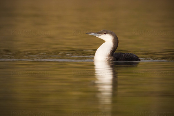 Arctic Loon Picture @ Kiwifoto.com