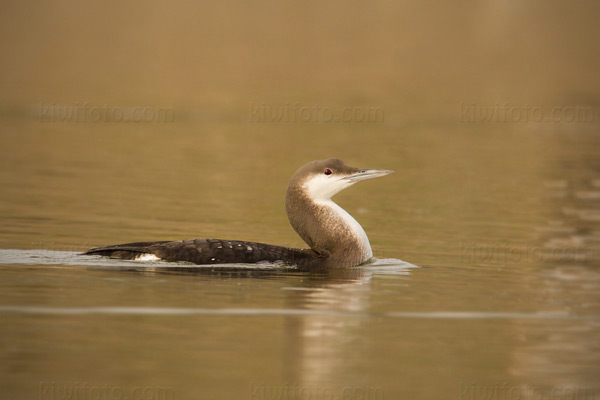 Arctic Loon Image @ Kiwifoto.com