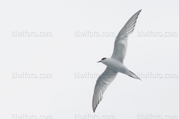 Arctic Tern Picture @ Kiwifoto.com