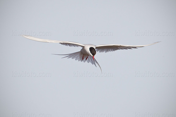 Arctic Tern