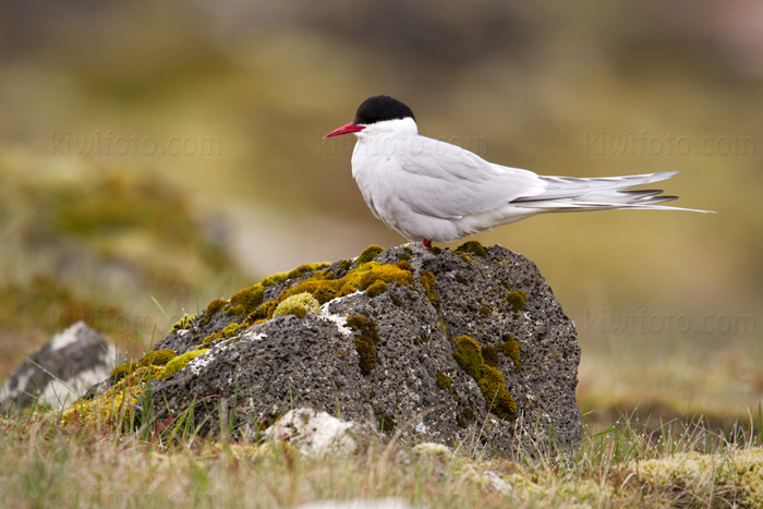 Arctic Tern Image @ Kiwifoto.com