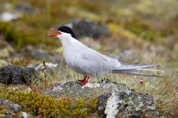 Arctic Tern Photo @ Kiwifoto.com