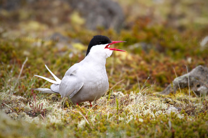 Arctic Tern Image @ Kiwifoto.com