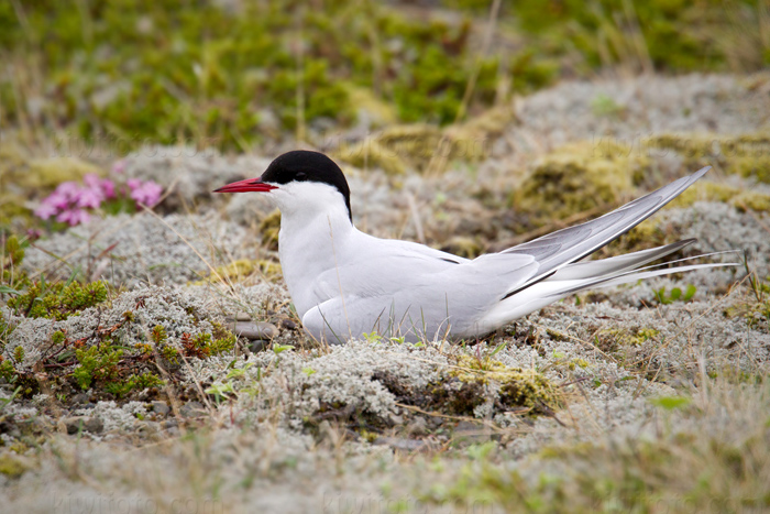 Arctic Tern Image @ Kiwifoto.com